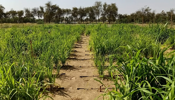 A Norwegian Startup Is Turning Dry Deserts Into Fertile Cropland